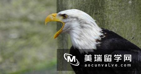 在美华人不自办学校?刘翔熙:华人的实际政治影响力历史背景很短