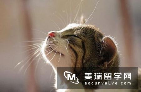 英国留学推荐信模板，了解一下！